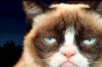 Самый грустный кот (фото): Все о пушистой знаменитости
