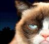 Самый грустный кот (фото): Все о пушистой знаменитости