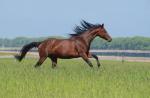 Верховая порода: украинская верховая лошадь