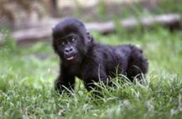 Секретные опыты по скрещиванию человека и обезьяны Может ли самец гориллы спать с женщинами