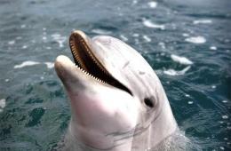 Беременность для дельфинов - тяжкое бремя, в прямом смысле