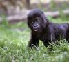 Секретные опыты по скрещиванию человека и обезьяны Может ли самец гориллы спать с женщинами