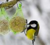 Чем нельзя кормить птиц зимой и в любое другое время года?
